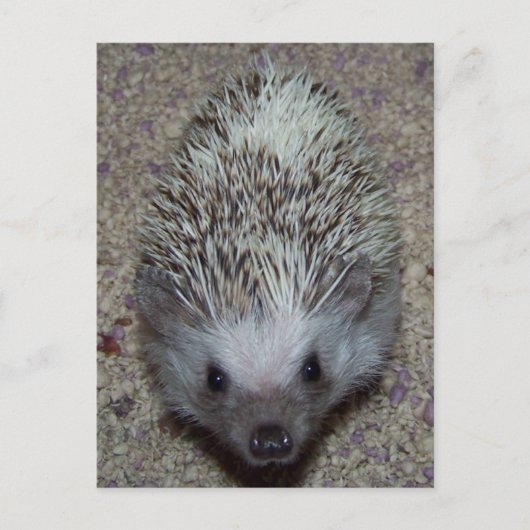 Igel Postkarte (Vorderseite)