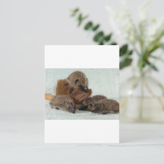 Igel Postkarte (Stehend Vorderseite)