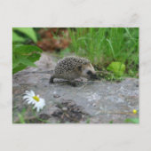 Igel Postkarte (Vorderseite)