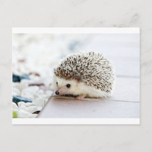 Igel Postkarte