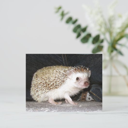 Igel Postkarte (Stehend Vorderseite)