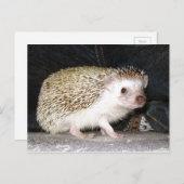 Igel Postkarte (Vorne/Hinten)