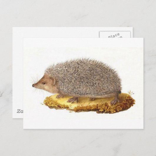 Igel Postkarte (Vorne/Hinten)