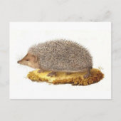Igel Postkarte (Vorderseite)