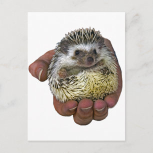 Igel Postkarte
