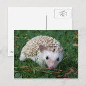 Igel Postkarte (Vorne/Hinten)