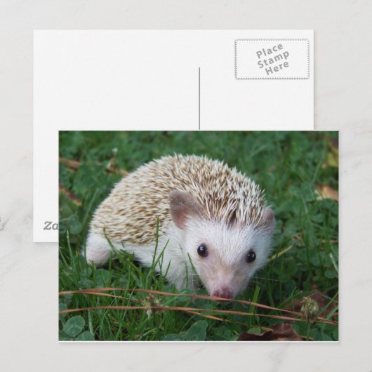 Igel Postkarte (Vorne/Hinten)