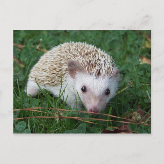 Igel Postkarte (Vorderseite)