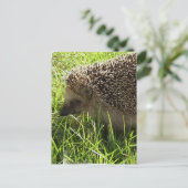 Igel Postkarte (Stehend Vorderseite)