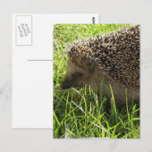 Igel Postkarte (Vorne/Hinten)