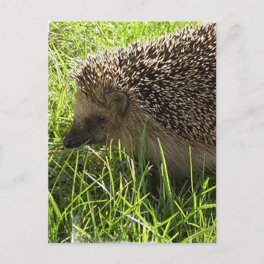 Igel Postkarte (Vorderseite)