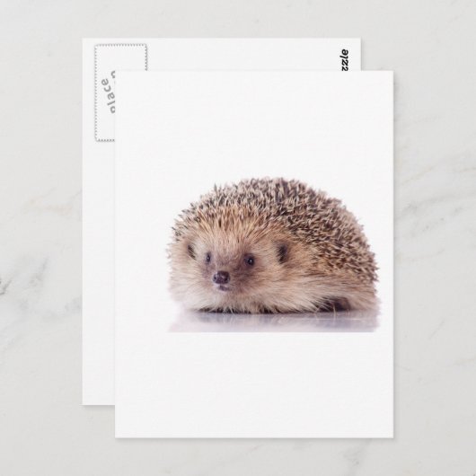 Igel, Postkarte (Vorne/Hinten)