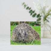 Igel Postkarte (Stehend Vorderseite)