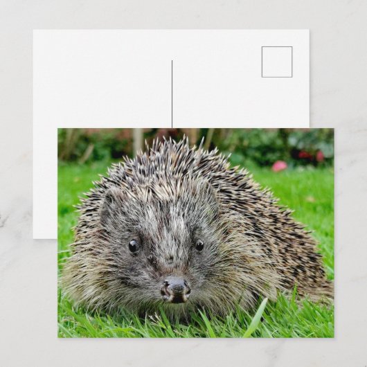 Igel Postkarte (Vorne/Hinten)
