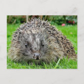 Igel Postkarte (Vorderseite)