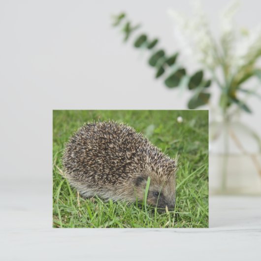 Igel Postkarte (Stehend Vorderseite)