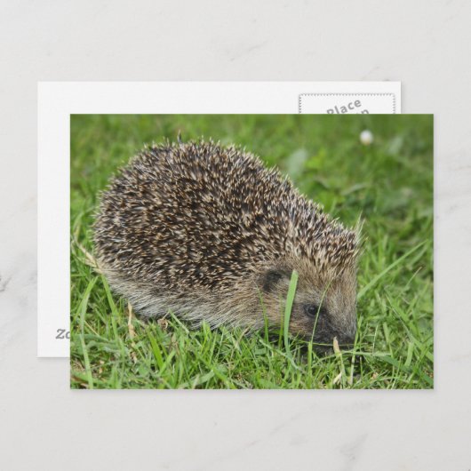 Igel Postkarte (Vorne/Hinten)