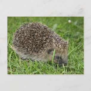 Igel Postkarte