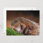 Igel Postkarte (Vorne/Hinten)