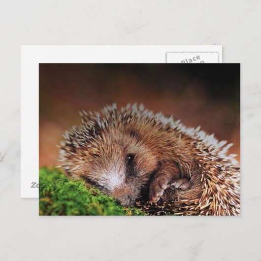 Igel Postkarte (Vorne/Hinten)