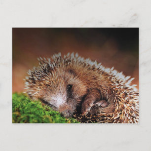 Igel Postkarte