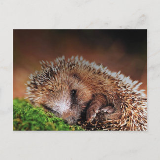 Igel Postkarte