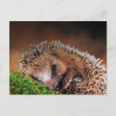 Igel Postkarte (Vorderseite)