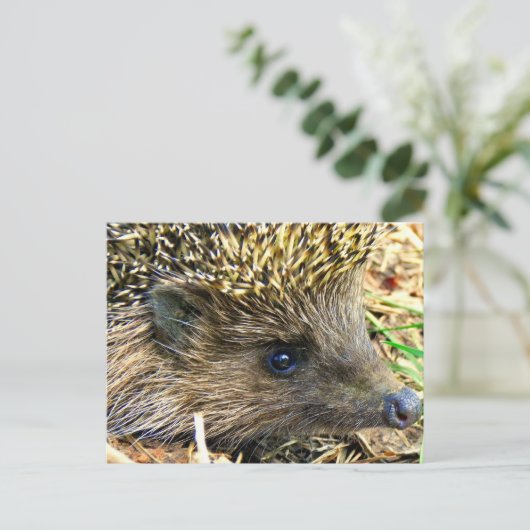Igel Postkarte (Stehend Vorderseite)