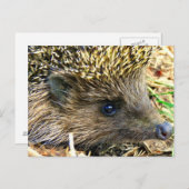 Igel Postkarte (Vorne/Hinten)