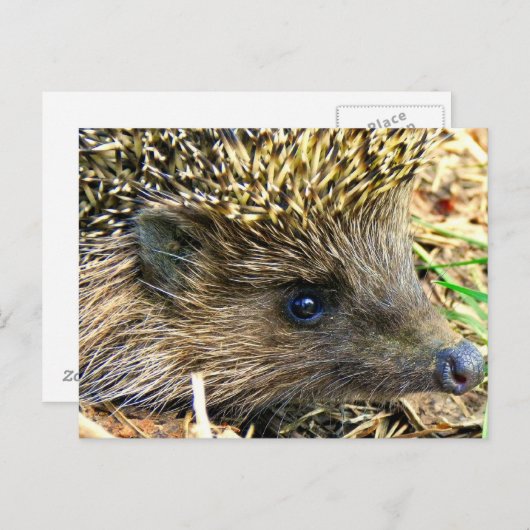 Igel Postkarte (Vorne/Hinten)