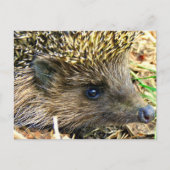 Igel Postkarte (Vorderseite)