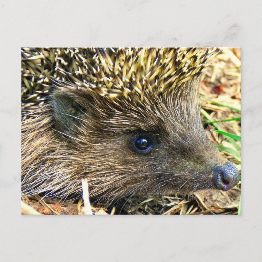 Igel Postkarte (Vorderseite)
