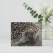 Igel Postkarte (Stehend Vorderseite)