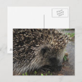 Igel Postkarte (Vorne/Hinten)