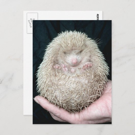 Igel Postkarte (Vorne/Hinten)