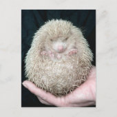 Igel Postkarte (Vorderseite)