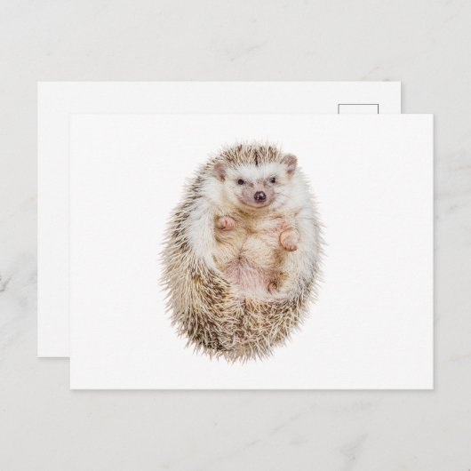 Igel Postkarte (Vorne/Hinten)