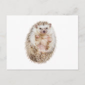 Igel Postkarte (Vorderseite)
