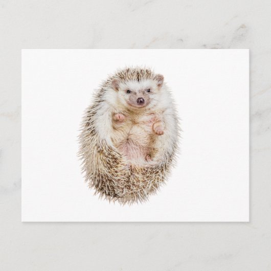 Igel Postkarte (Vorderseite)