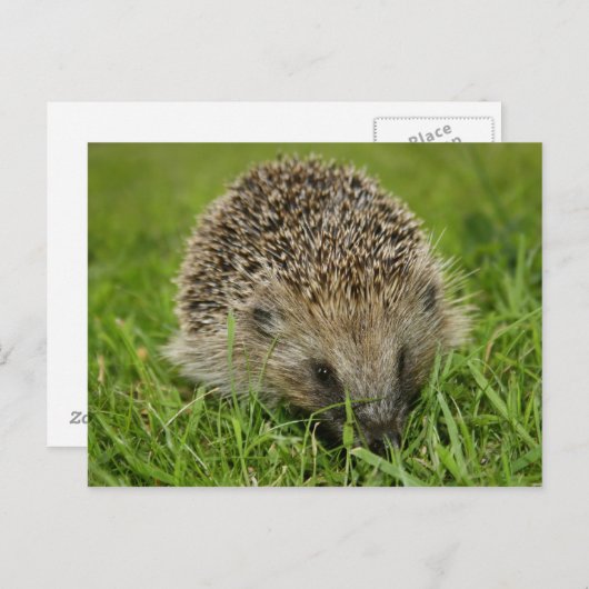 Igel Postkarte (Vorne/Hinten)