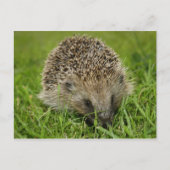 Igel Postkarte (Vorderseite)