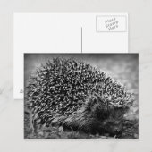 Igel Postkarte (Vorne/Hinten)