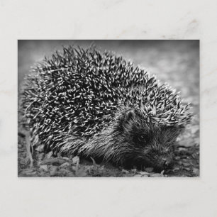 Igel Postkarte