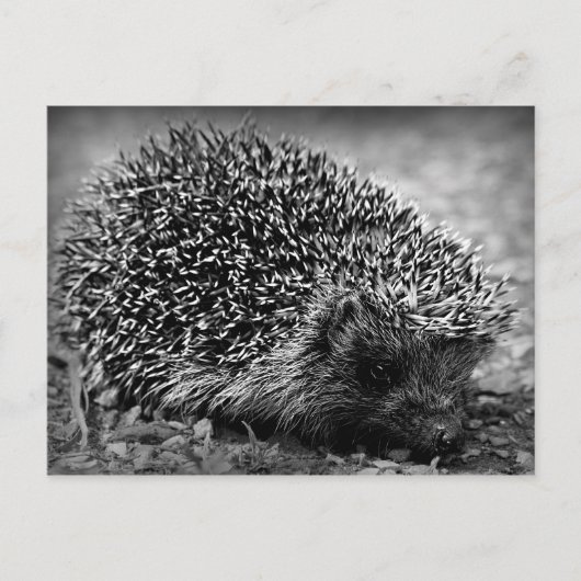 Igel Postkarte (Vorderseite)