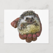 Igel Postkarte (Vorderseite)