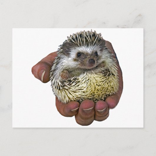 Igel Postkarte (Vorderseite)