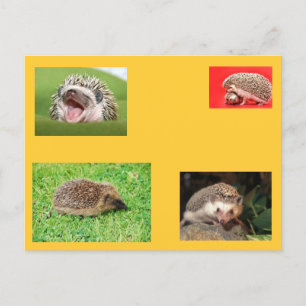 Igel Postkarte! sehr niedlich! Postkarte