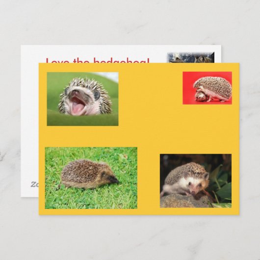 Igel Postkarte! Sehr niedlich! Postkarte (Vorne/Hinten)