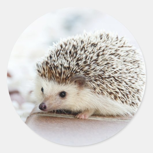 Igel Runder Aufkleber (Vorderseite)