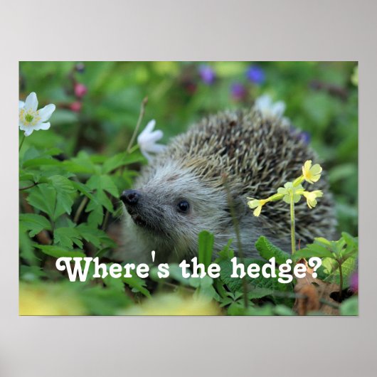 Igel Spaß Poster (Vorne)